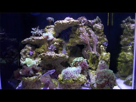 260. Morskie 2 tygodnie z nowymi mieszkańcami. Reef tank.