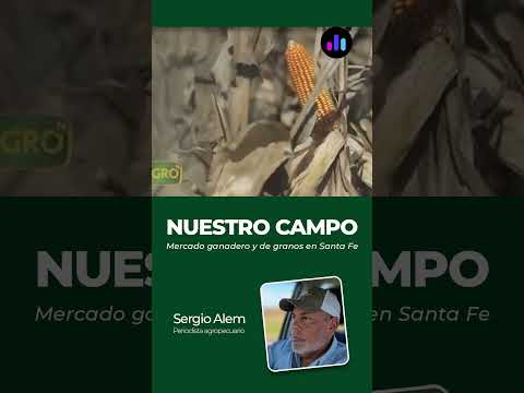 Nuestro Campo | Mercado ganadero y de granos Santa Fe: precios y cotizaciones - Jueves 15 10 26