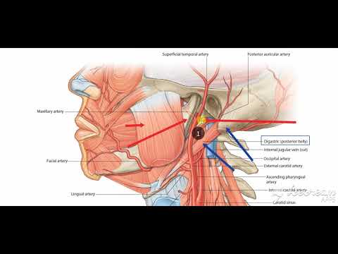 Parotid gland relations 9