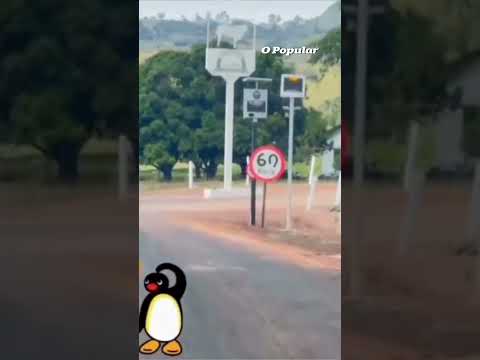Placas com limites de velocidade diferentes em sequência geram confusão em estrada de Caiapônia