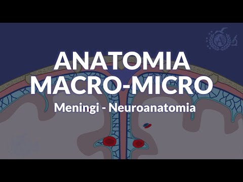MENINGI - Configurazione macroscopica e microscopica - Neuroanatomia