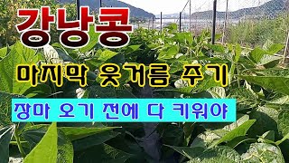 [텃밭농부 1,506]  강낭콩 마지막 웃거름 주기. 장마전에 다 키워야한다. #강낭콩재배