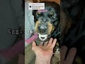 Scary Rottweiler is scared of mom!