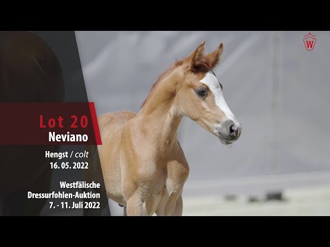 Dressurfohlen-Auktion Lot 20 Neviano Hengst v. Neverland WE - Vulkan