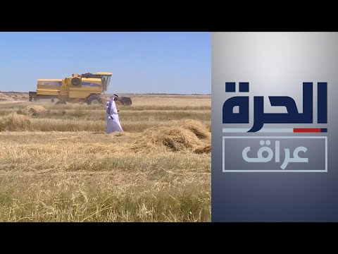 شاهد بالفيديو.. بدء عمليات حصاد الحنطة والشعير في محافظة الديوانية