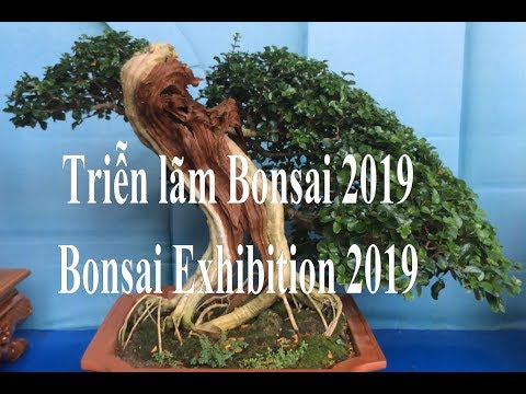 Triễn lãm Bonsai 2019 (2) - Bonsai Exhibition 2019 (2)