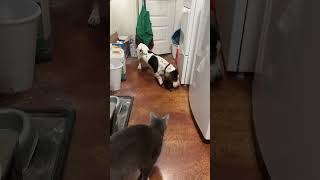 Video preview image #1 Bagle Hound Puppy For Sale in Boonton, NJ, USA