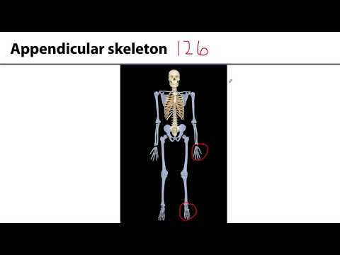 MSK Skeletal System Basics - Axial Appendicular