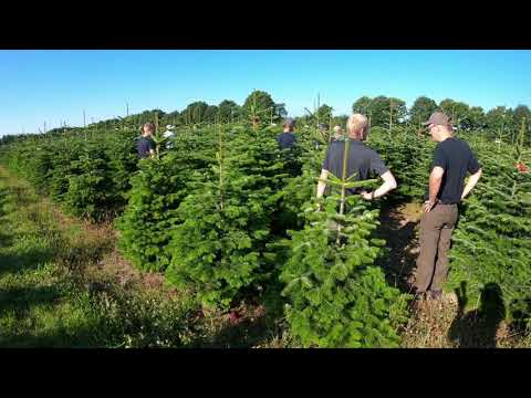 Jodła Kaukaska z Danii Abies Nordmann from Denmark