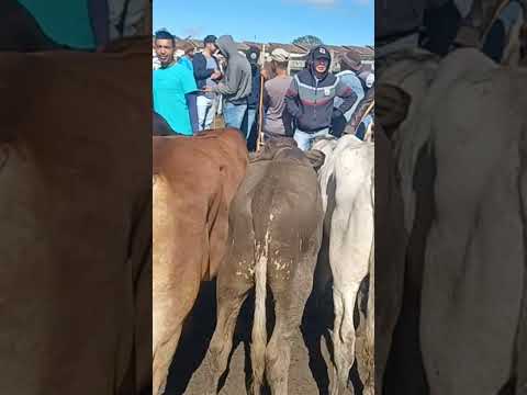 #gado #pecuarista #youtubeviral #fazenda #pernambuco #youtubeshorts #capoeiras