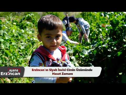 Erzincan'ın Siyah İncisi Cimin Üzümünde Hasat Zamanı