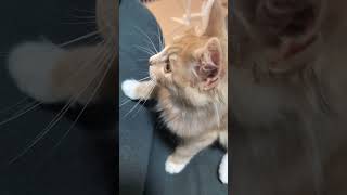 噛みつく猫ちゃん❤ #子ネコ #猫 #可愛い猫