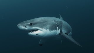 Great White's Secret Weapon