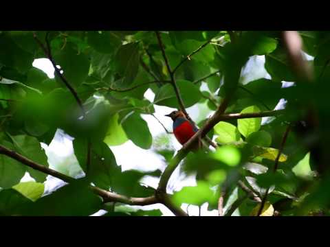 Pita červenobruchá (Erythropitta erythrogaster) — hlas a správanie v prírode