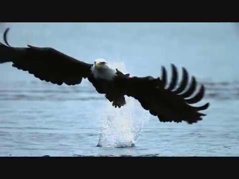 Wolfsheart For Walter