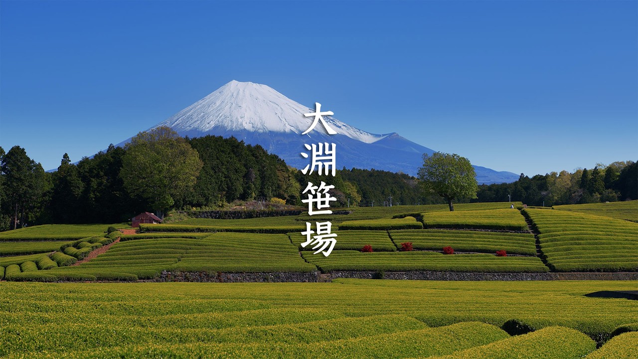 Obuchi Sasaba Green Tea Plantations and Mount Fuji