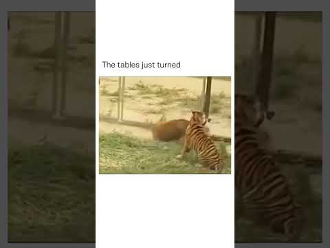 #Content#tiger#hashtags#trendingreel#wildanimals #jungle #trendingpost #wild #attack#wildlife#cow