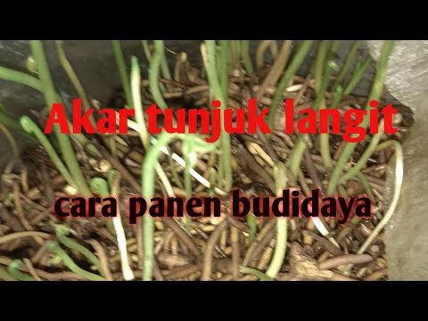 paraziták a testlistában parazita nomád