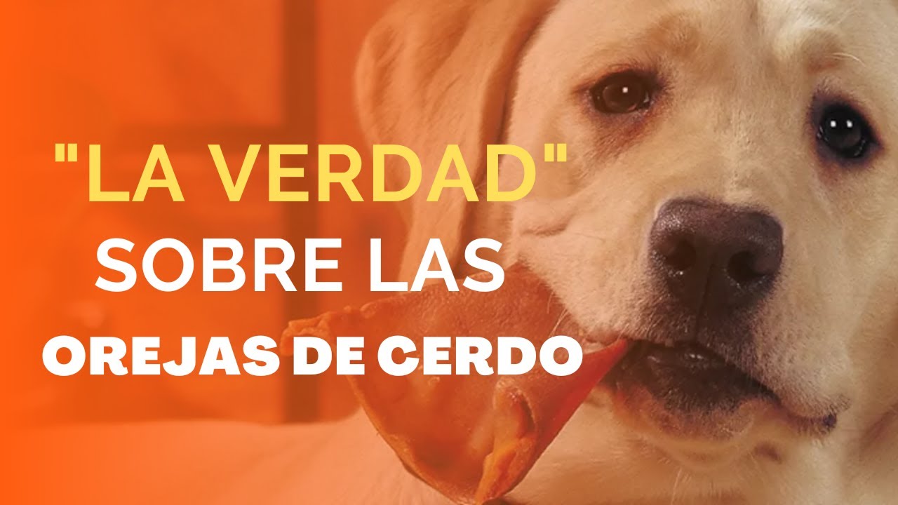 ¿Las OREJAS DE CERDO son BUENAS para los PERROS 🐶😮Lo Que Necesitas Saber