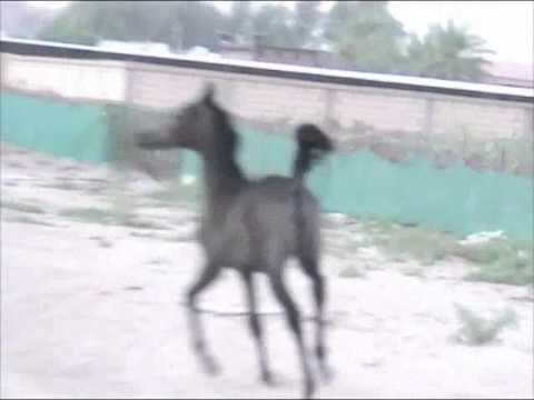 Shereefa al-asil.mp4