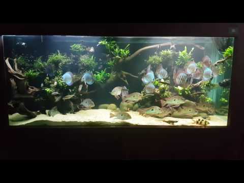 600 gallon planted discus tank! New year update