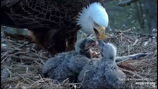 Decorah North Eagles 4-20-24 DNF feeds the kids breakfast