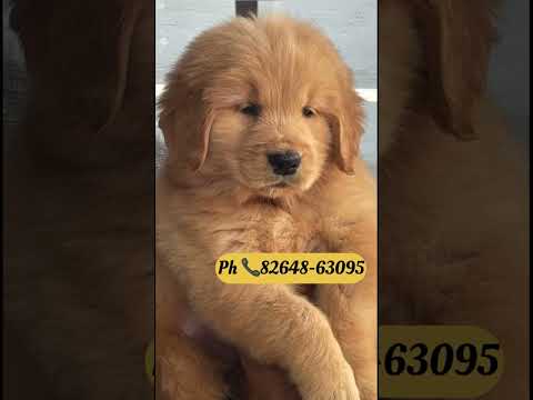 #dailyshots #davindernirman #dog #lover