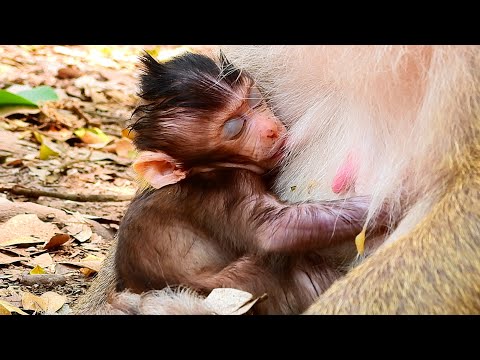 VERY LOVELY LITTLE BRITTA HUG MAMA GET SWEET MILK. ON GROUND.