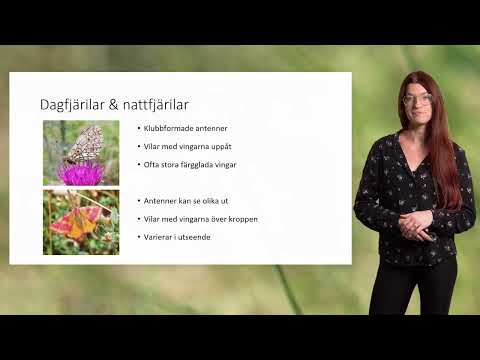 Fjärilar - Introduktion