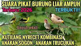 Download lagu Suara pikat burcil!!.. Ampuh untuk pikat BURUNG LIAR suara jernih nyaring  mp3