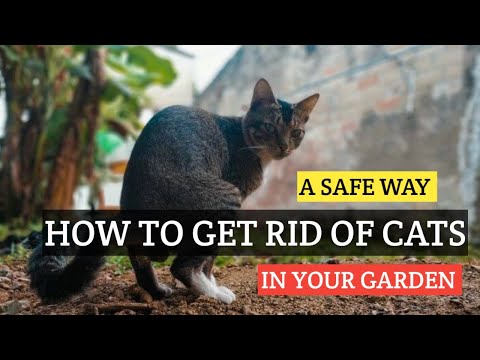 How to get rid of CATS in your garden? SAFE organic natrual way.