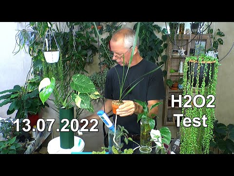 , title : 'H2O2 Wasserstoffperoxid für Pflanzen nutzen Hydrokultur Hydroponik und Substrat Teil 2'