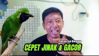 Download lagu Terbukti Cucak Ijo Bahan Cepat Jinak Dan Gacor mp3