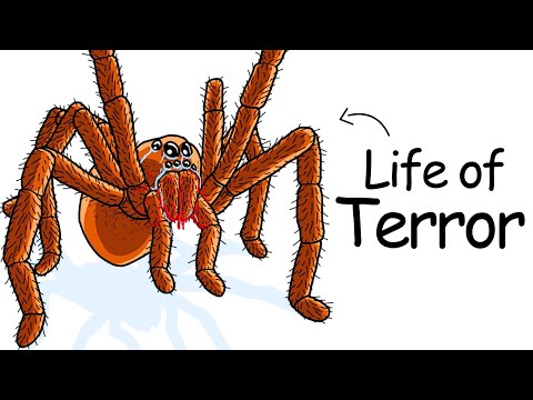 Why It Sucks to Be Born as a Tarantula