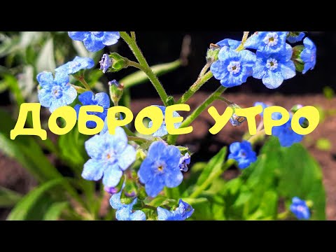 ДОБРОЕ УТРО.Музыкальное пожелание.