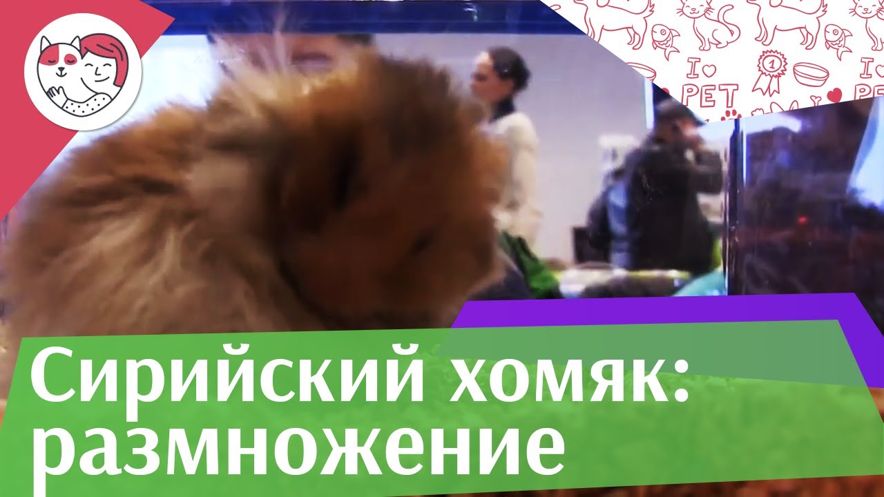 Сирийский хомяк Размножение на ilikepet