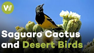 Desert birds feast on the nectar of the Saguaro Cactus and fertilize it at the same time
