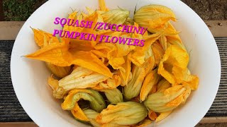 PICKING SOME SQUASH/ PUMPKIN FLOWERS 2024