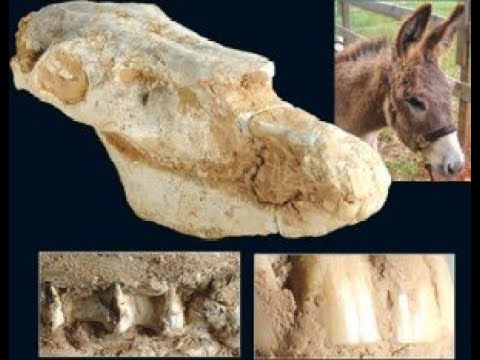 ⁣جمجمة إنسان أورسي