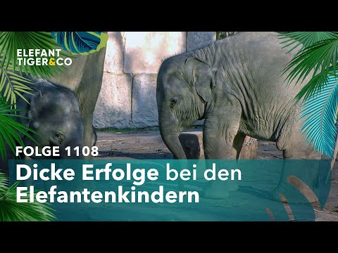 Gewichts-Check bei den Elefanten-Kindern (Folge 1108) | Elefant, Tiger & Co. | MDR