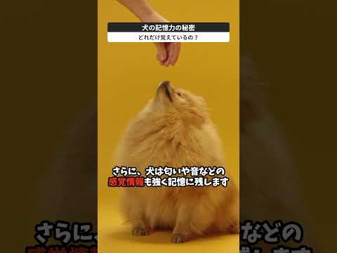 古代のウイルスは私たちの長期記憶を助ける