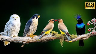 Download lagu Nyanyian Burung Terindah di Dunia (Peringkat 2025) Burung Hitam Eurasia mp3