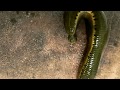 Leech Dance Time Lapse Of Leech Therapy Extended