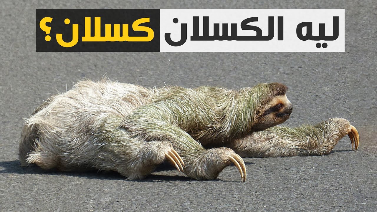 ليه الحيوان ده كسلان لدرجة إن بقى إسمه حرفياً الكسلان؟