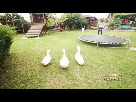 Odmor, životinje i pogled na SUVU PLANINU i TREM | Seosko domaćinstvo IMUNSAN | LEPŠE OD PARIZA Ep41