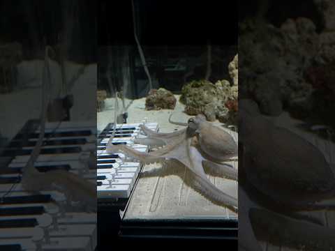 I taught an octopus piano (it took 6 months)