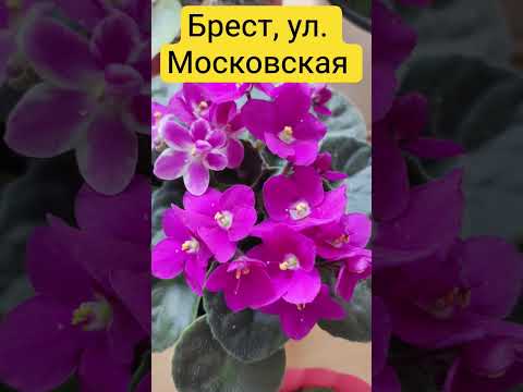 фото цветущие фиалки с фото, московская 0