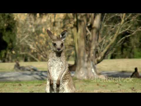 11 Things NOT to do in Australia - MUST SEE BEFORE YOU GO!