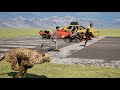 Speed Comparison The Fastest Animal Vs Human And Transportations