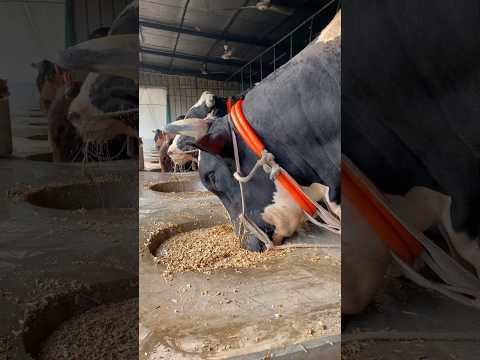 The bulls are eating their food with great pleasure, with their noses and mouths submerged #eating